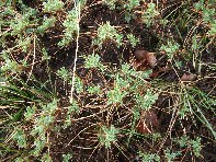 Serra_delle_Concazze - Astragalus Siculus_Spinosanto_20100425 013.jpg